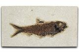 Detailed Fossil Fish (Knightia) - Wyoming #349272-1